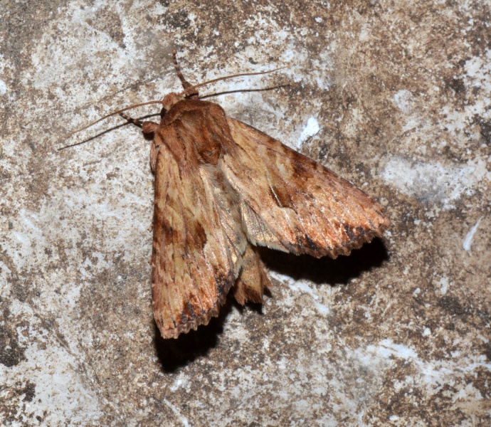 Due Apamea: A. illyria e A. sublustris - Noctuidae